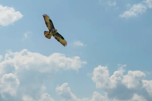 푸른 하늘에는 대형 눈보라가 흰 구름을 타고 떠다닌다. 날개달린 멋진 날아다니는 커다란 맹금류. 네덜란드의 야생 생물 — 스톡 사진
