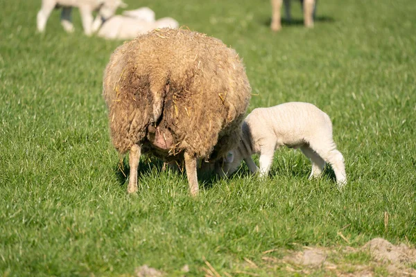 Madre pecora e il suo lam. Bere latte in una mattina di primavera — Foto Stock