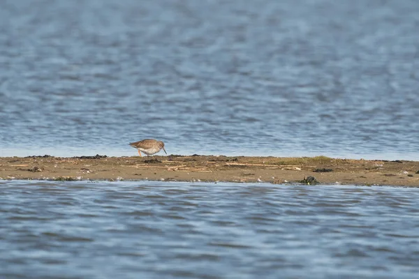 Redshank, Tringa totanus, kráčí po pískovišti. Pták hledá potravu v písku. — Stock fotografie