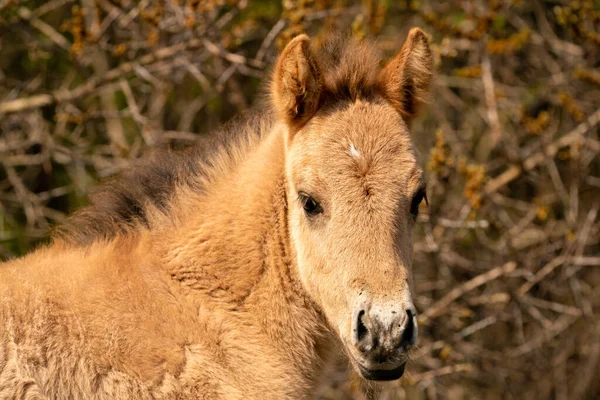 La testa di un puledro di cavallo konik. Il simpatico giovane animale guarda dritto nella fotocamera. Nelle canne d'oro — Foto Stock