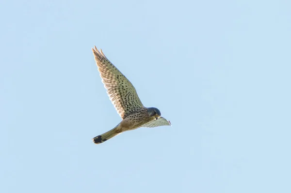 A Kestrel bird of prey hovers against a beautiful blue sky. hunting for prey — Stock Photo, Image