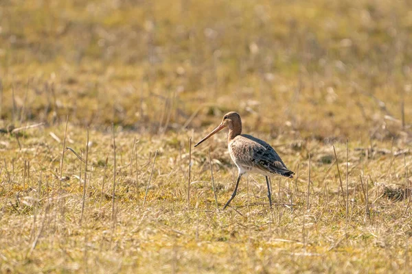 Godwit mâle à queue noire debout sur l'herbe et les roseaux. Vous cherchez de la nourriture en marchant, des couleurs dorées — Photo