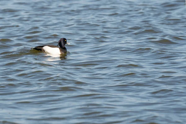 Homem pato adornado com olho amarelo nada na água. Gotas de água brilhantes nas penas e na cabeça. A água ondulante é azul escuro — Fotografia de Stock