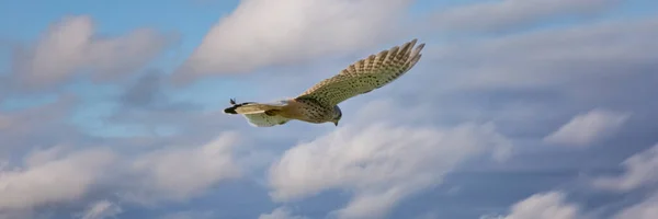 Gros plan de l'oiseau de proie crécerelle plane contre un beau ciel bleu avec des nuages blancs, à la recherche de proies. couverture, Webbanner, médias sociaux ou couverture longue — Photo