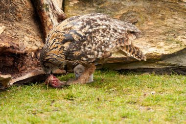 Vahşi kartal baykuş anne bir civcivi besler. Altı haftalık beyaz baykuş hâlâ çimlerin üzerinde ayakta duramıyor. Annemin gagasında kanlı et var.