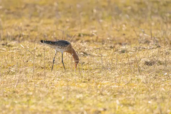Godwit de cauda preta macho em pé na grama e juncos. À procura de comida enquanto caminha, cores douradas — Fotografia de Stock