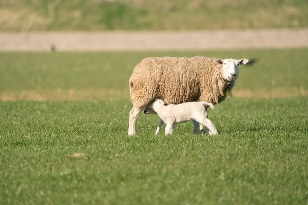 Madre pecora e i suoi agnelli gemelli che bevono latte dalla pecora. In una mattina di primavera — Foto Stock