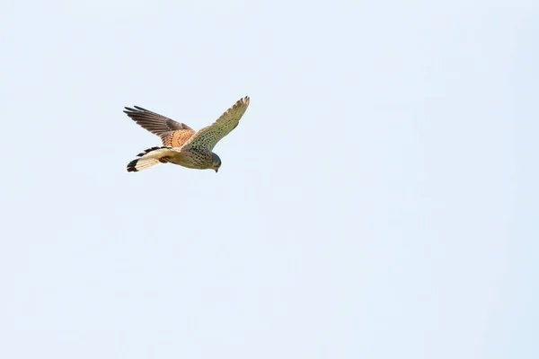 Un cernícalo detallado flota contra un hermoso cielo azul con nubes blancas, el pájaro de presa está a la caza de presas — Foto de Stock