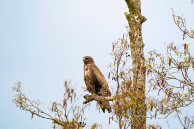 Etkileyici bir akbaba, buteo buteo, İlkbaharda bir dalda fotokopi alanı ile oturuyor. Baskın yırtıcı kuş bir dalda gözlem yapıyor. Beyaz ve kahverengi tüylü tüylü bir hayvan. Mavi gökyüzü