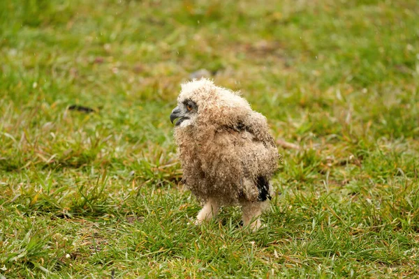 Primer plano de un búho de seis semanas de edad, pollo búho águila. El pájaro está afuera solo por primera vez — Foto de Stock