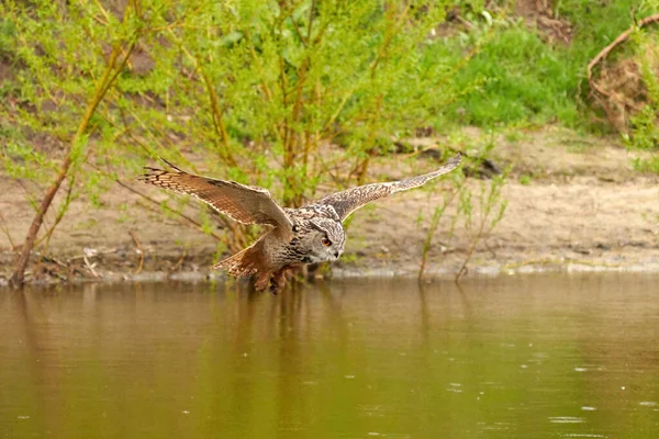 Coruja de águia selvagem detalhada, a ave de rapina voa com asas estendidas sobre um lago verde. À procura de presas na água. Praia de areia com grama no fundo — Fotografia de Stock