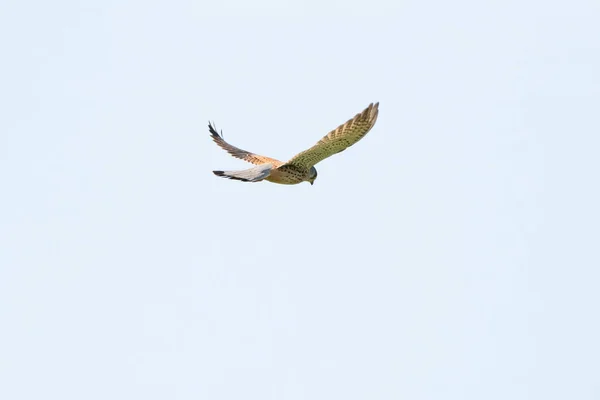 Egy Kestrel ragadozó madár lebeg a gyönyörű kék ég előtt, fehér felhőkkel, zsákmányra vadászva. — Stock Fotó