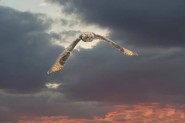 Satu Eurasian Eagle Owl atau Eagle Owl. Lalat dengan sayap yang menyebar melawan langit yang dramatis. Mata merah menatapmu saat dia berburu. Biru yang indah, langit putih dan merah di latar belakang. Foto komposit — Stok Foto