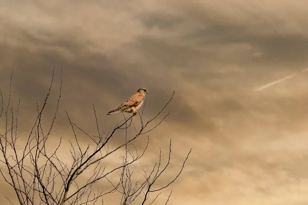 Primer plano de un pájaro cernícalo de presa se sienta en la parte superior de un árbol. Contra un cielo dramáticamente dorado y azul — Foto de Stock