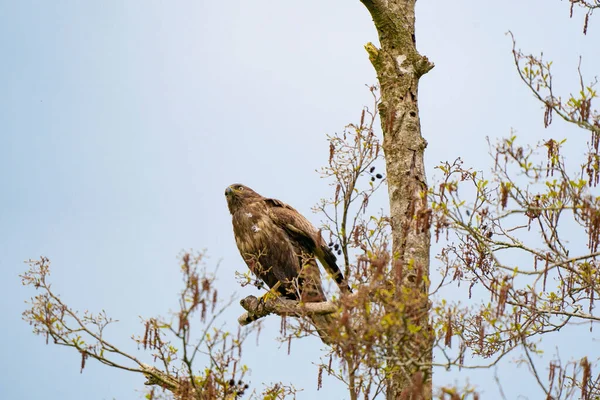 Indrukwekkende buizerd, buteo buteo, zittend op een tak in het voorjaar met kopieerruimte. Dominante roofvogel observeert op een tak. Veren met wit en bruin verenkleed. Blauwe lucht — Stockfoto