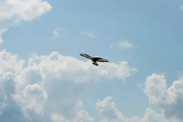 Großer Mäusebussard schwebt am blauen Himmel mit weißen Wolken. Schön fliegender großer Raubvogel mit gespreizten Flügeln. Wildtiere in den Niederlanden — Stockfoto
