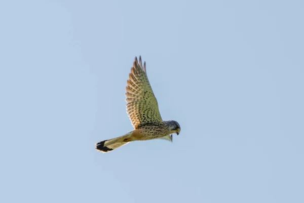 En detaljerad Kestrel flyter mot en vacker blå himmel. Bytesfågeln är på jakt efter byte. — Stockfoto