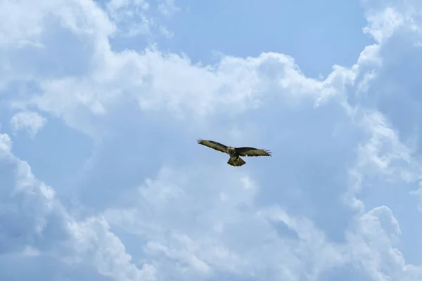 Большой Buzzard плавает в голубом небе с белыми облаками. Летит большая хищная птица с распростертыми крыльями. Дикая природа Нидерландов — стоковое фото