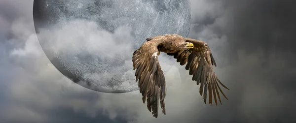 Avrupa deniz kartalı bulutları ve ay ile etkileyici bir mavi gökyüzünde uçuyor. Yırtıcı kuş uçuyor. Av sırasında uçan yırtıcı kuşlar. Sosyal medya, web kapak afişi