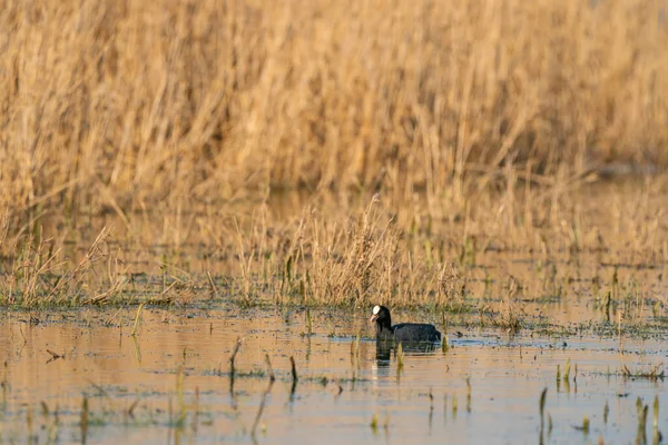 Americký Coot s červenýma očima. Plave mezi rákosím a trávou v jezeře. S jeho odrazem na povrchu — Stock fotografie