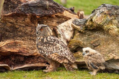 Annesiyle birlikte altı haftalık bir baykuş yavrusu. Avın kanlı bir parçası yerde yatıyor.