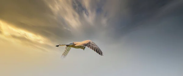 A longa cobertura de um pássaro de rapina Kestrel paira contra um céu dramático com nuvens coloridas douradas e azuis, à procura de presas. Webbanner, redes sociais ou capa — Fotografia de Stock