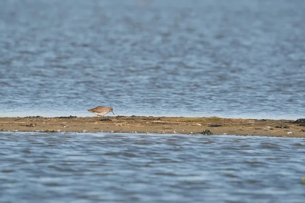 Redshank, Tringa totanus, går på en sandstång. Fågeln letar efter mat i sanden — Stockfoto