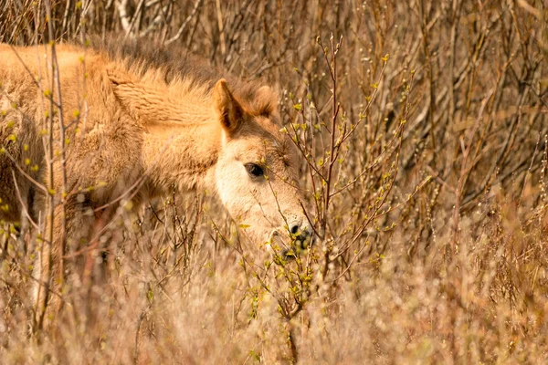 Head of a konik horse foal. The cute young animal looks straight into the camera. In the golden reeds — Stock Photo, Image