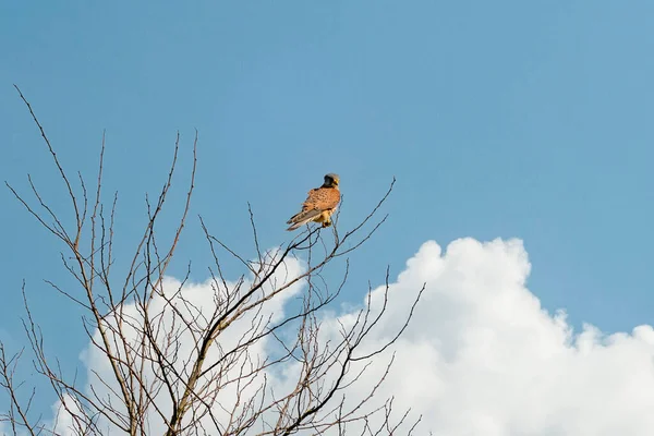 Primer plano de un pájaro cernícalo de presa se sienta en la parte superior de un árbol desnudo. Contra un cielo dramáticamente azul y blanco — Foto de Stock