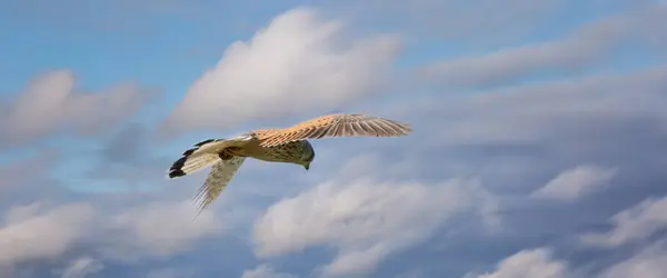 La longue couverture d'un oiseau de proie crécerelle plane contre un ciel dramatique avec des nuages colorés, à la recherche de proies. Bannière Web, médias sociaux ou couverture — Photo