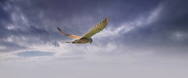 Yırtıcı bir Kestrel kuşunun uzun örtüsü mavi ve mor bulutlarla dolu dramatik bir gökyüzüne doğru süzülür ve avını avlar. Web sayfası, sosyal medya veya kapak