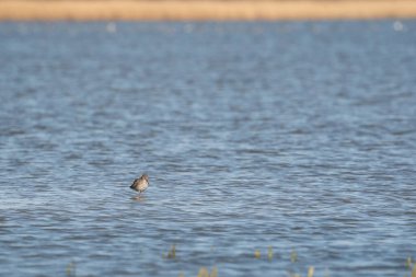 Redshank, Tringa totanus, suda yansımayla yürüyor. Kuş denizde yiyecek arıyor.