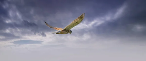 La longue couverture d'un oiseau de proie crécerelle plane contre un ciel spectaculaire avec des nuages bleus et violets colorés, à la recherche de proies. Bannière Web, médias sociaux ou couverture — Photo