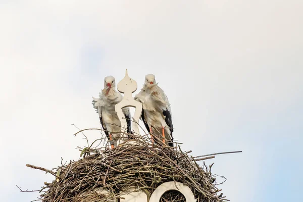 两只鹤在房子的烟囱上筑巢.上面挂着白天鹅的猫头鹰标志。三角形和装饰在上面 — 图库照片