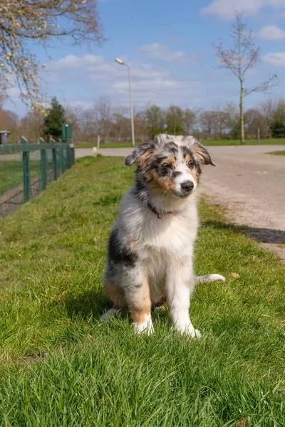 Australische herder puppy zit in het gras. De driekleurige hond heeft zijn bek open. Van voren gezien in het volle lichaam. Blauwe lucht — Stockfoto