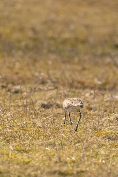 Uferschnepfe steht auf Gras und Schilf. Auf der Suche nach Nahrung beim Gehen, goldene Farben — Stockfoto