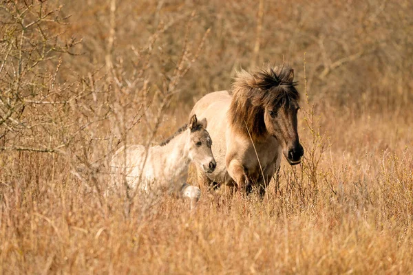 Mare och föl konik hästar i ett naturreservat, De vandrar i de gyllene vass. Svart svans och grädde hår — Stockfoto