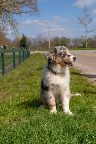 Australische herder puppy zit in het gras. De driekleurige hond zit ontspannen. Gezien vanaf de voorkant in het volle lichaam — Stockfoto