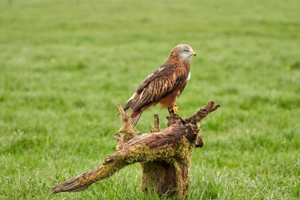 Red kite, bird of prey portrait. The bird is sitting on a stump, viewed from the side