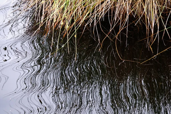 Erba isolata verde e giallo, canne modello di sfondo. Riflessione in acqua blu — Foto Stock