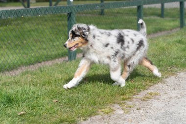 Avustralya çoban köpeği çiftlikteki bölgeyi keşfetmekten mutluluk duyar. Üç renkli köpek rahatladı. Cepheden görüldü
