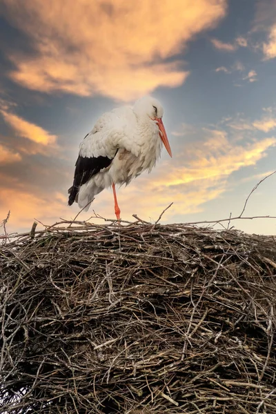 One stork build a nest. Dramatic golden blue sunset in the background, Skyscape