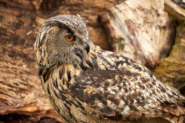 A detailed head of an adult owl chick eagle owl. Seen from the side, orange eyes