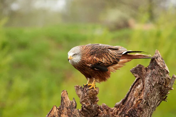 Red kite, bird of prey portrait. The bird is sitting on a stump, viewed from the side in the rain