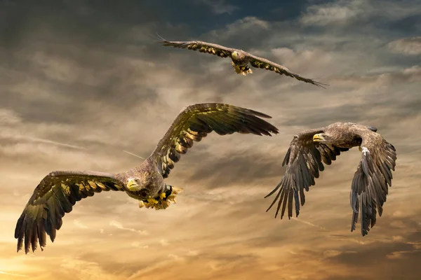Tři evropští mořští orli létají na hnědé a žluté dramatické obloze. Draví ptáci na útěku. Létající draví ptáci během lovu — Stock fotografie