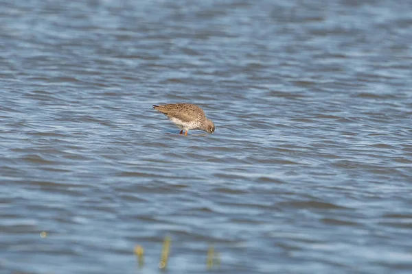 Redshank, Tringa totanus, se brodí s odrazem ve vodě. Pták hledá potravu v moři. — Stock fotografie