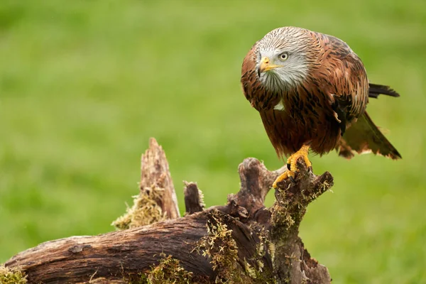 Red kite, bird of prey portrait. The bird is sitting on a stump. Ready to attack its prey