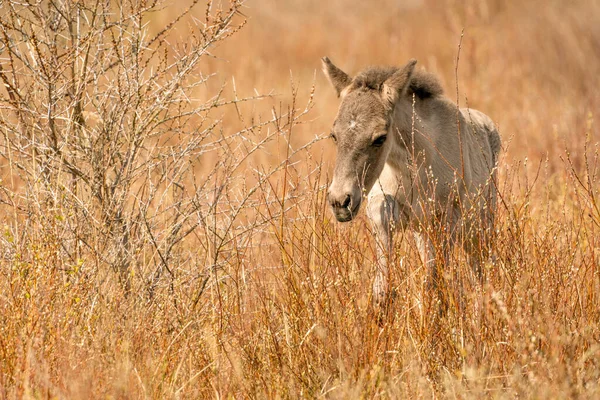 Ett lekfullt Koniks hästföl. Den nyfödde hoppar i de gyllene rören — Stockfoto