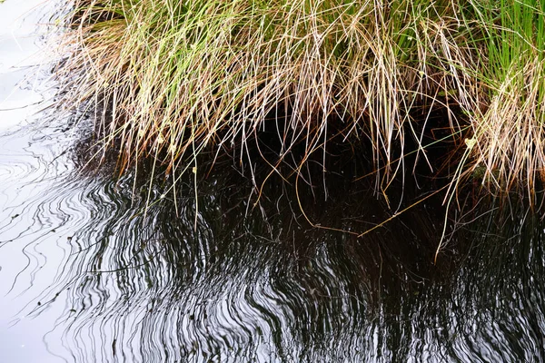 Erba isolata verde e giallo, canne modello di sfondo. Riflessione in acqua blu — Foto Stock