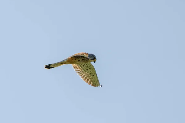 A Kestrel bird of prey hovers against a beautiful blue sky. hunting for prey — Stock Photo, Image
